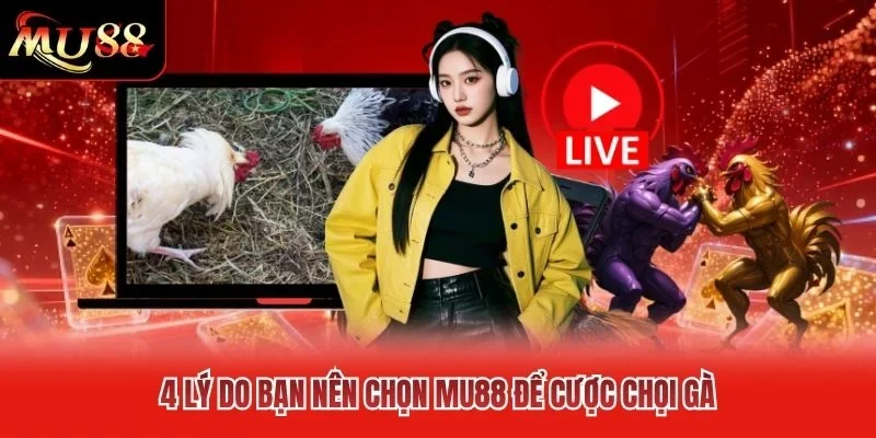 4 lý do bạn nên chọn MU88 để cược chọi gà 4 lý do bạn nên chọn MU88 để cược chọi gà