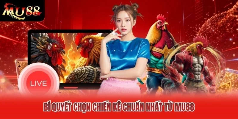 Bí quyết chọn chiến kê chuẩn nhất từ MU88 Bí quyết chọn chiến kê chuẩn nhất từ MU88