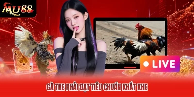 Gà tre phải đạt tiêu chuẩn khắt khe Gà tre phải đạt tiêu chuẩn khắt khe