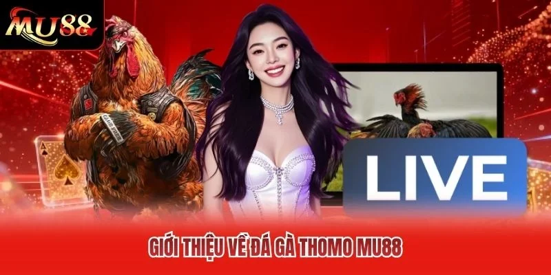 Giới thiệu về đá gà Thomo MU88 Giới thiệu về đá gà Thomo MU88