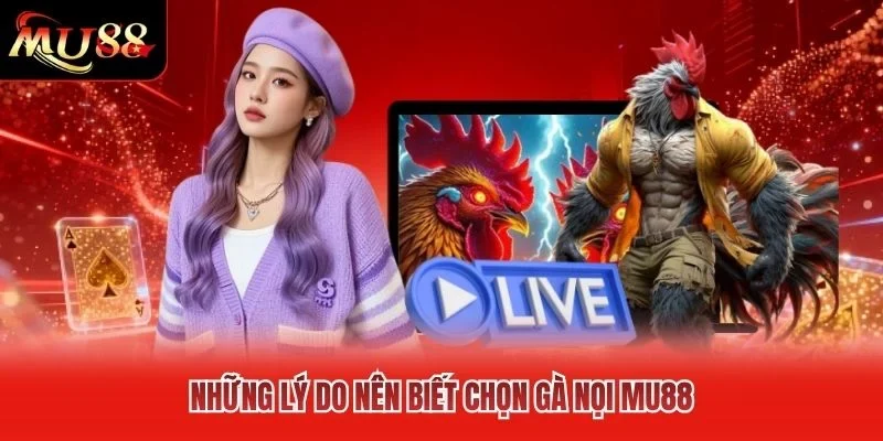 Những lý do nên biết chọn gà nọi MU88 Những lý do nên biết chọn gà nọi MU88